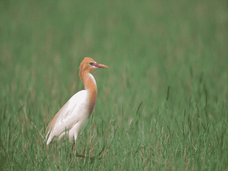 杨女士成功案例